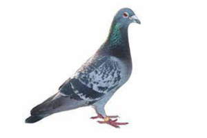 vendo paloma de carreras