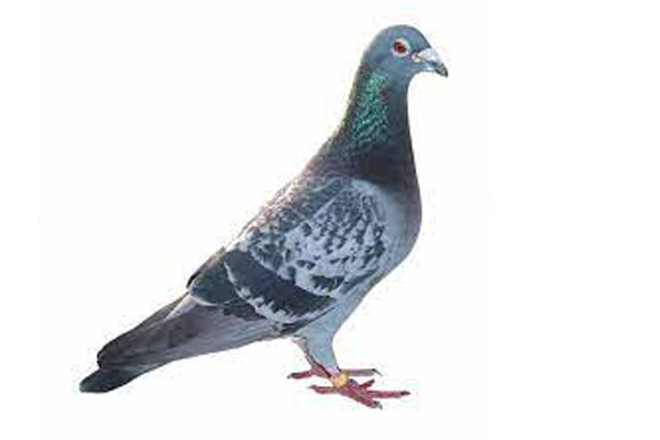 vendo paloma de carreras