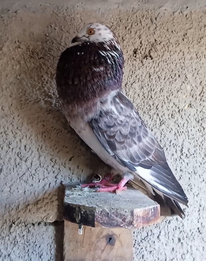 Vendo buchona 50 porciento morrillera