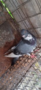 Se vende buchon habanero