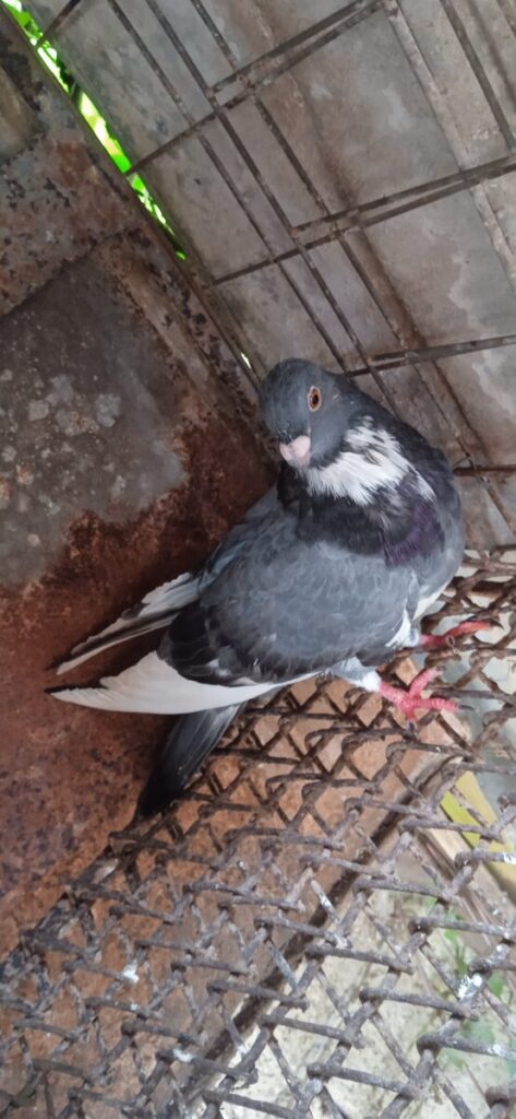 Se vende buchon habanero