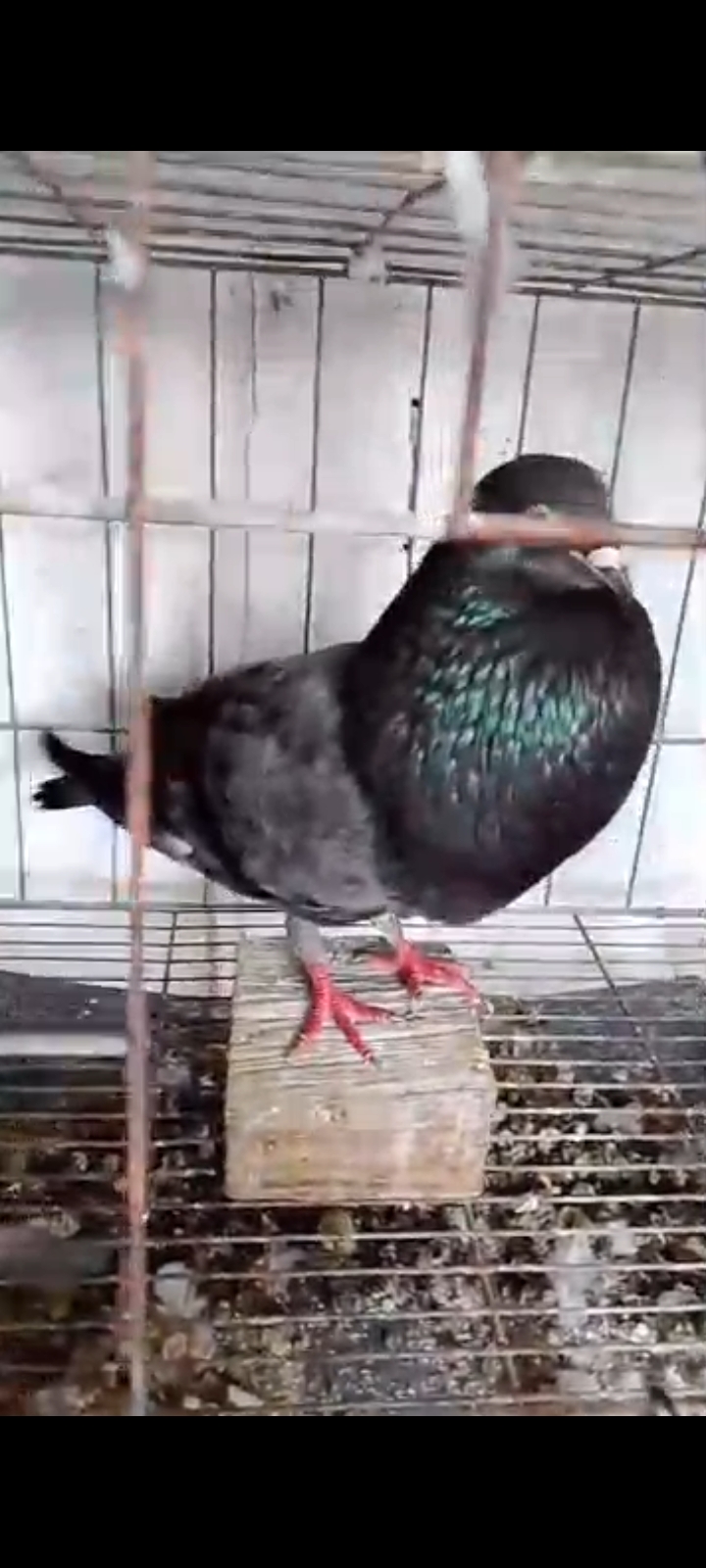 Se vende buchon habanero